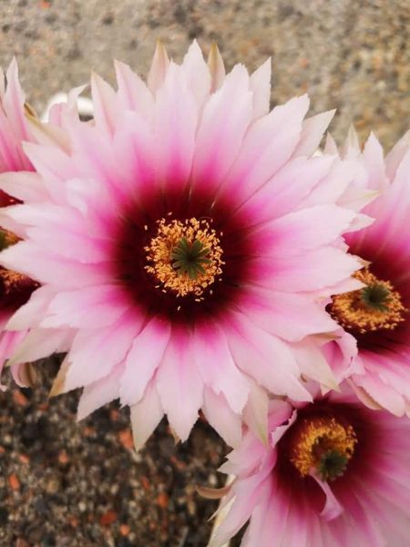 Echinocereus fitchii ssp. bergmannii 