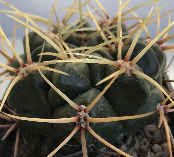 Gymnocalycium monvilei