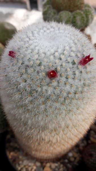 Mammillaria albilanata