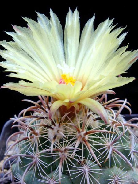 Coryphantha kracikii PD152