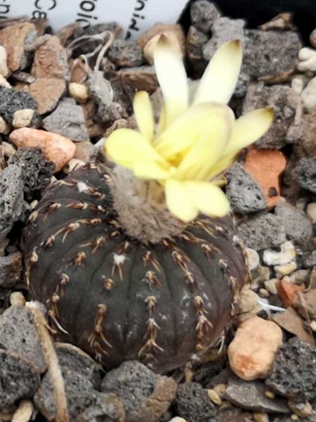 Frailea asteroides