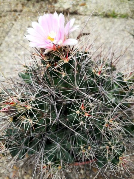 Coryphantha macromeris