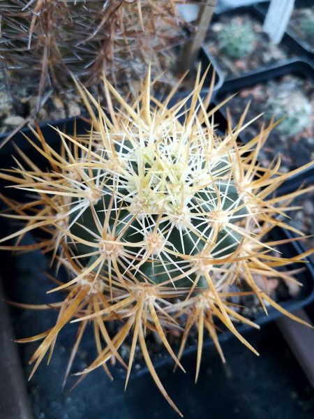 Echinocereus lindsayi gelb
