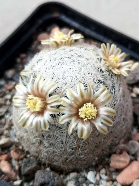 Mammillaria lasiacantha var. denudata