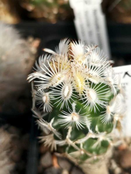 Neolloydia grandiflora