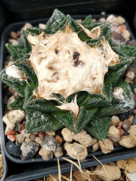 Ariocarpus fissuratus var. hintonii