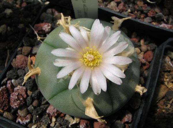 Lophophora koehresii