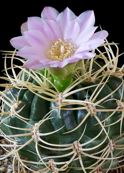 Gymnocalycium monvilei