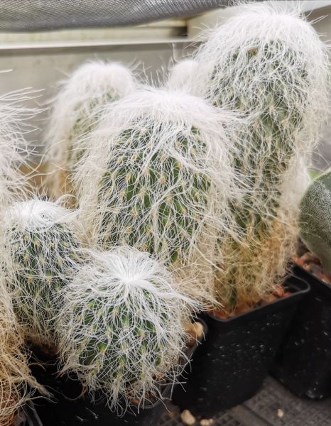 Cephalocereus senilis (Greisenhaupt)