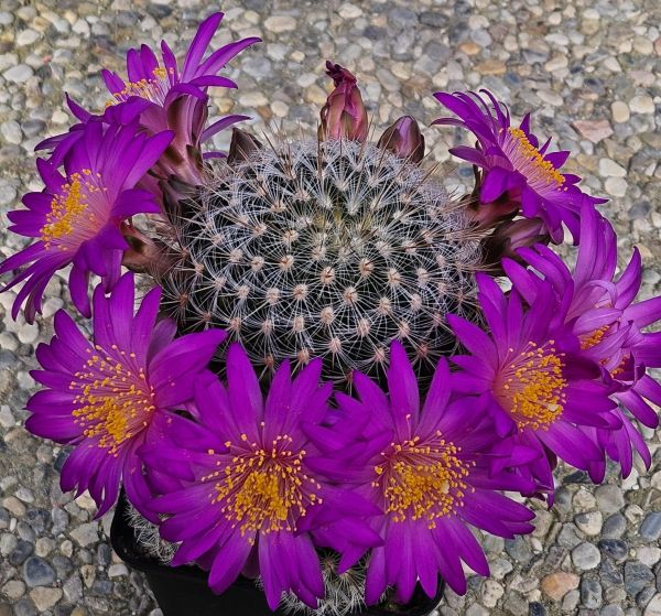 Kakteen Niess Shop - Mammillaria dehertiana ssp. dodsonii