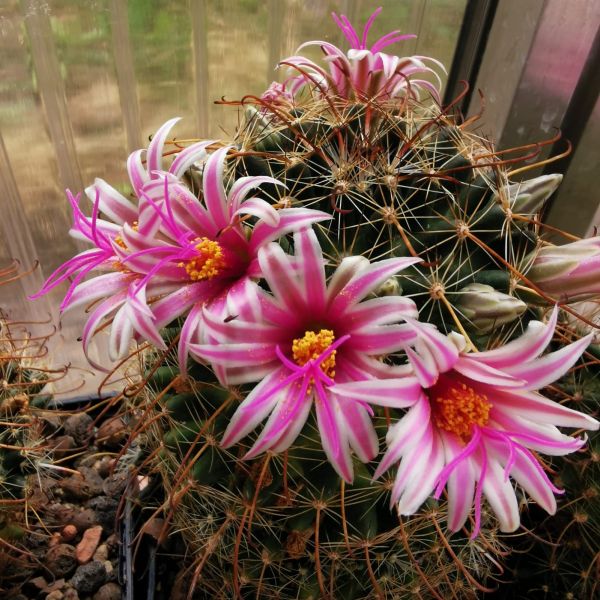 Mammillaria mainiae
