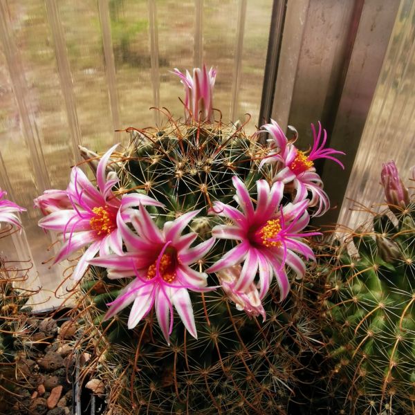 Mammillaria mainiae