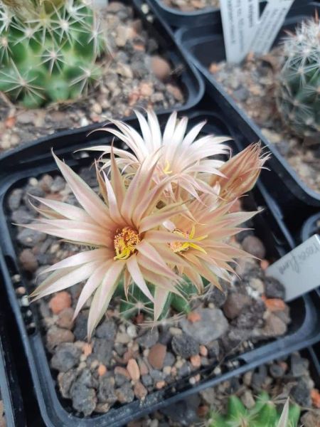 Escobaria missouriensis var. roseiflora