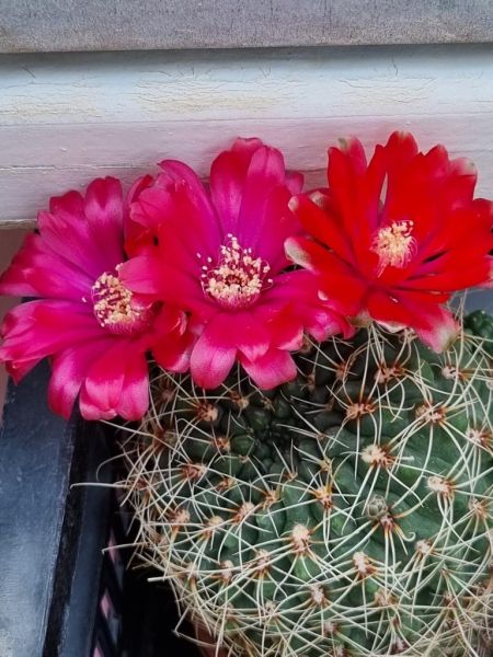 Gymnocalycium baldianum