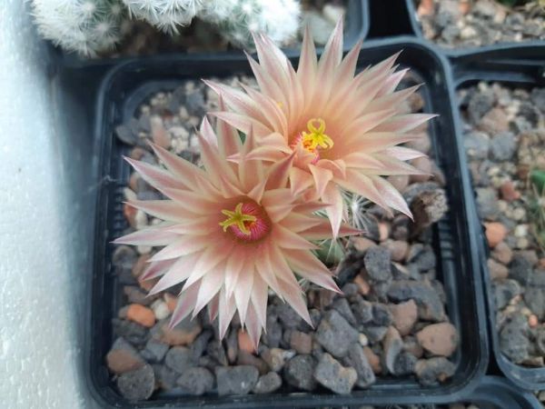 Escobaria missouriensis var. roseiflora