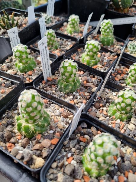 Mammillaria theresae cv. albiflora
