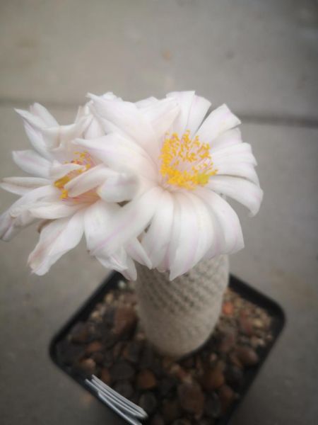 Mammillaria  albiflora