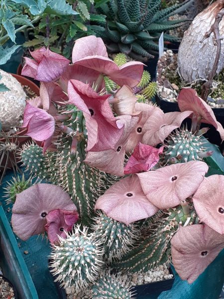 Hoodia ruschii