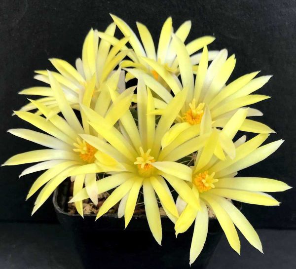 Mammillaria sphaerica