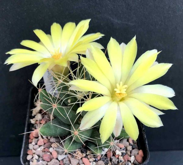 Mammillaria sphaerica