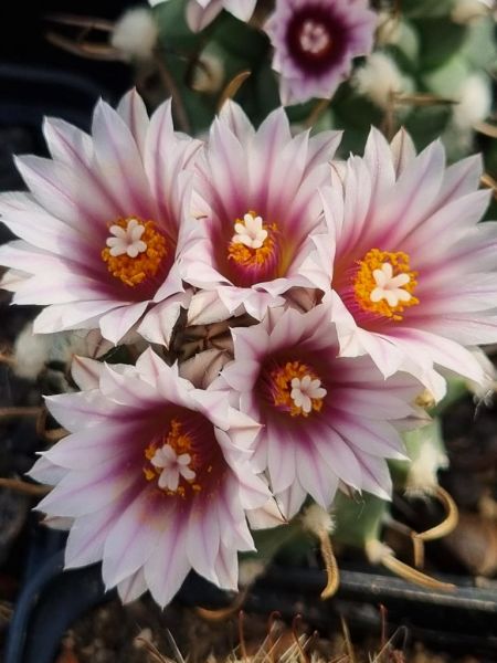 Turbinicarpus panarottoi