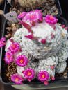 Mammillaria humboldtii
