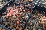 Ferocactus gracillis v.coloratus