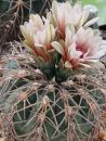 Gymnocalycium spegazzinii var. horizonthalonium
