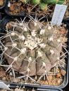 Gymnocalycium riojense supsp. piltziorum VoS 126