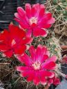 Gymnocalycium baldianum
