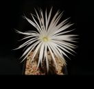 Setiechinopsis mirabilis
