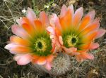 Echinocereus dasyacanthus (Fort Stockton)