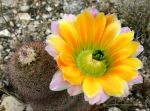 Echinocereus dasyacanthus ssp. crockettianus
