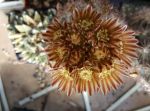 Echinomastus unguispinus