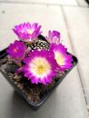 Mammillaria luethyi