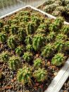 Azureocereus viridis