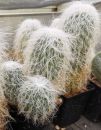 Cephalocereus senilis (Greisenhaupt)