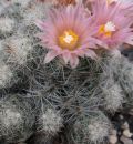 Escobaria sneedii